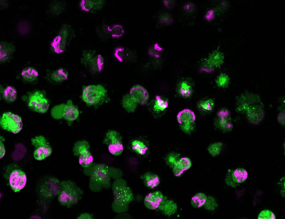 Science Immunology tweet media