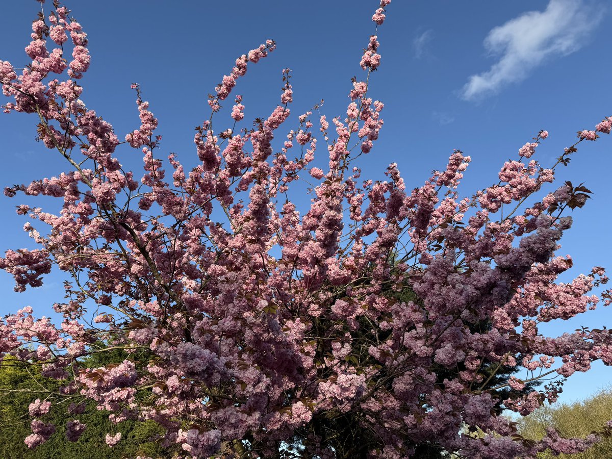 ManelRoura's tweet image. My local walk today…a stroll around #Priorslee lake #Telford