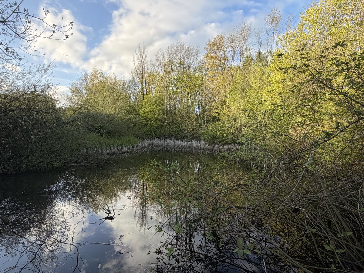 ManelRoura's tweet image. My local walk today…a stroll around #Priorslee lake #Telford