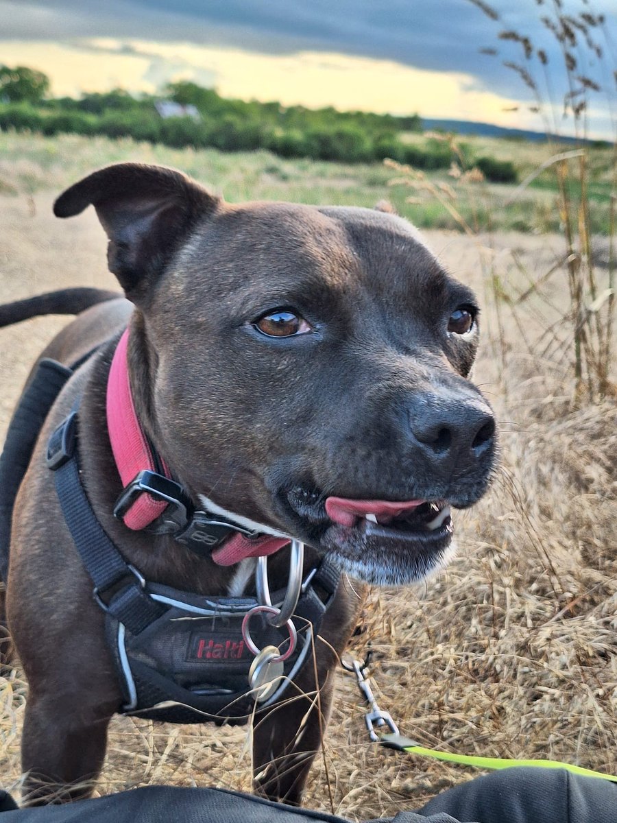 chris towers tweet media