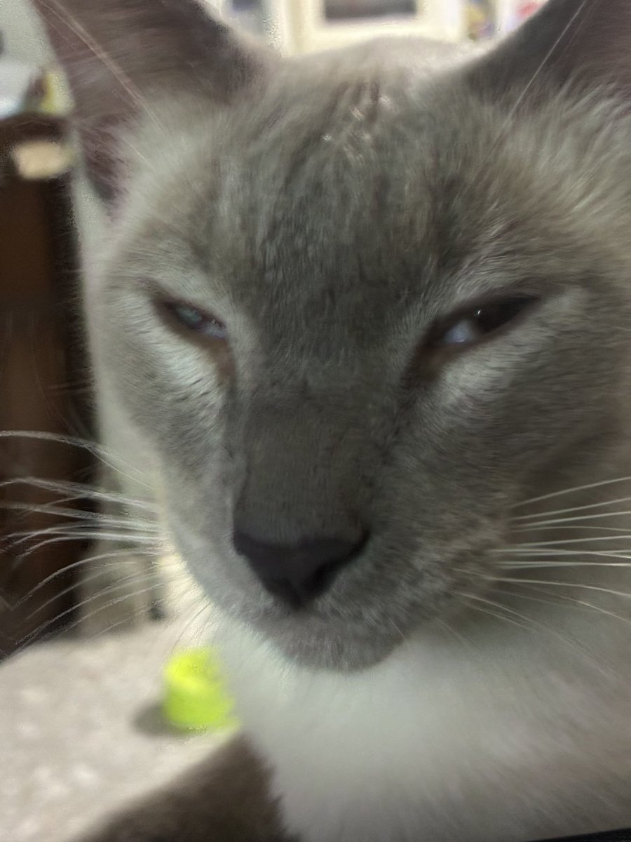 ViDEOGOMEZ tweet media