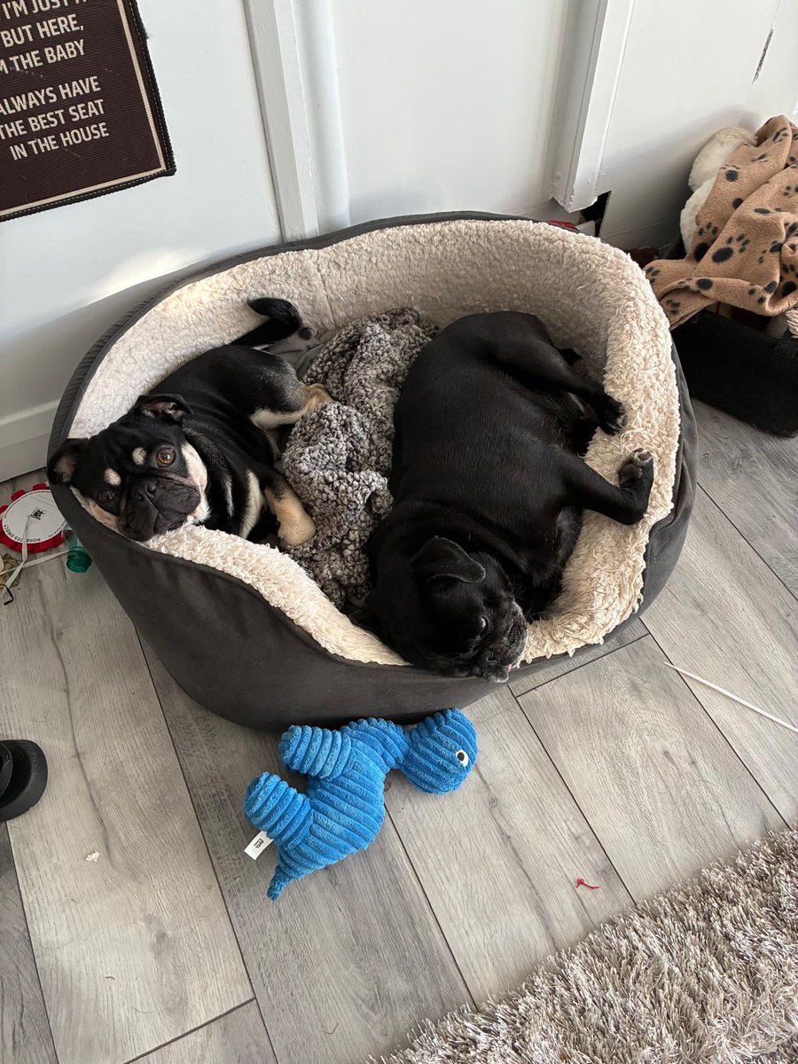 neilernest's tweet photo. @rexs_ma My best mates. And a pair of knobs particularly the cute looking one. https://t.co/oQ2krXOmC2