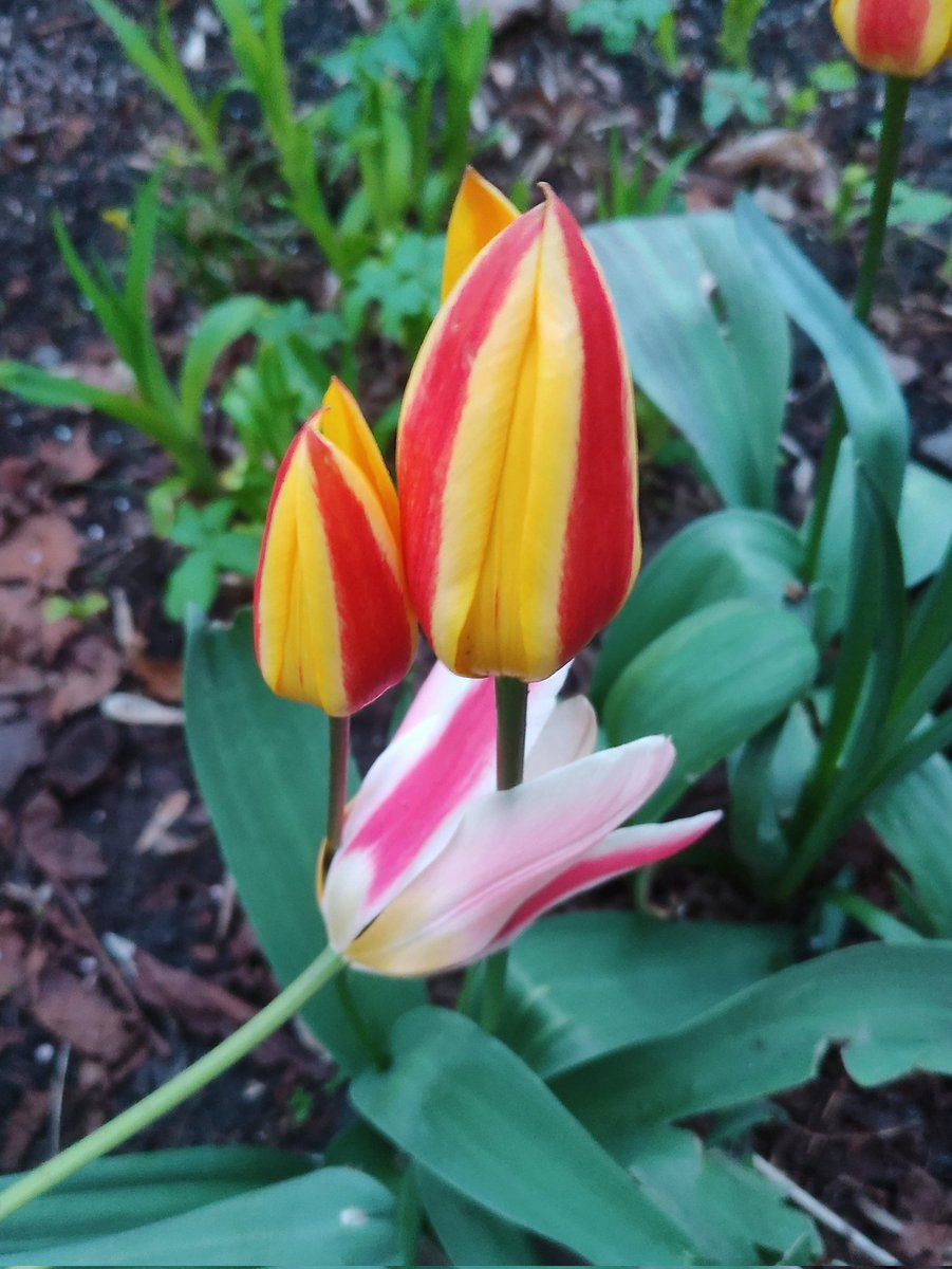 Nata27Best's tweet image. The first tulips of the season in the flower bed next to my place. 
🌷🌷🌷
#MyPhoto
#SpringVibes
#Flowers