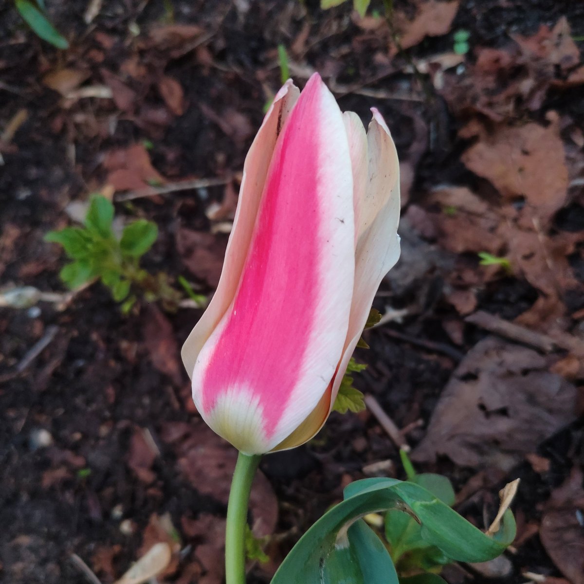 Nata27Best's tweet image. The first tulips of the season in the flower bed next to my place. 
🌷🌷🌷
#MyPhoto
#SpringVibes
#Flowers