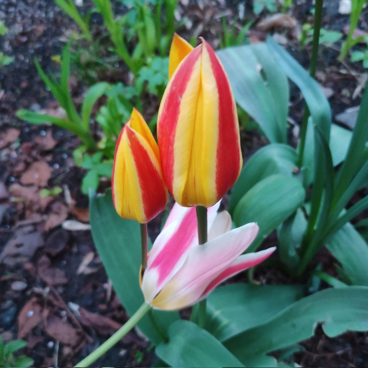 Nata27Best's tweet image. The first tulips of the season in the flower bed next to my place. 
🌷🌷🌷
#MyPhoto
#SpringVibes
#Flowers