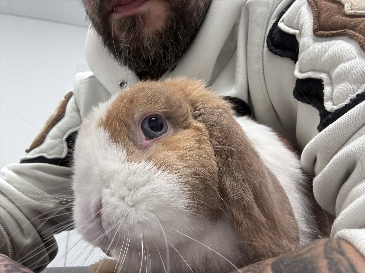 Carrot Cottage Rabbit Rescue tweet media