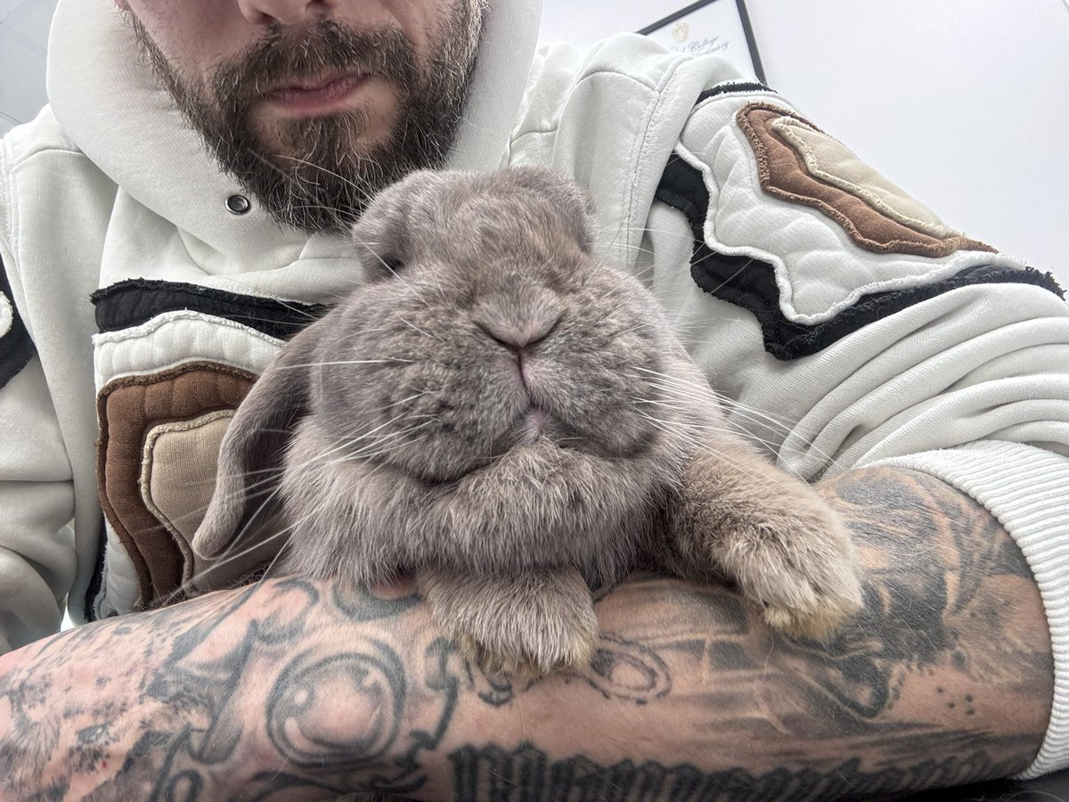 Carrot Cottage Rabbit Rescue tweet media