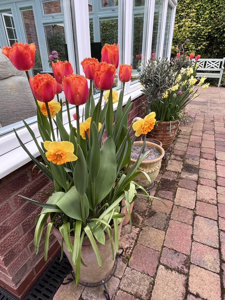 Milhart66Ken's tweet image. Pots along the path… #gardening #gardeninglife #gardenerslife