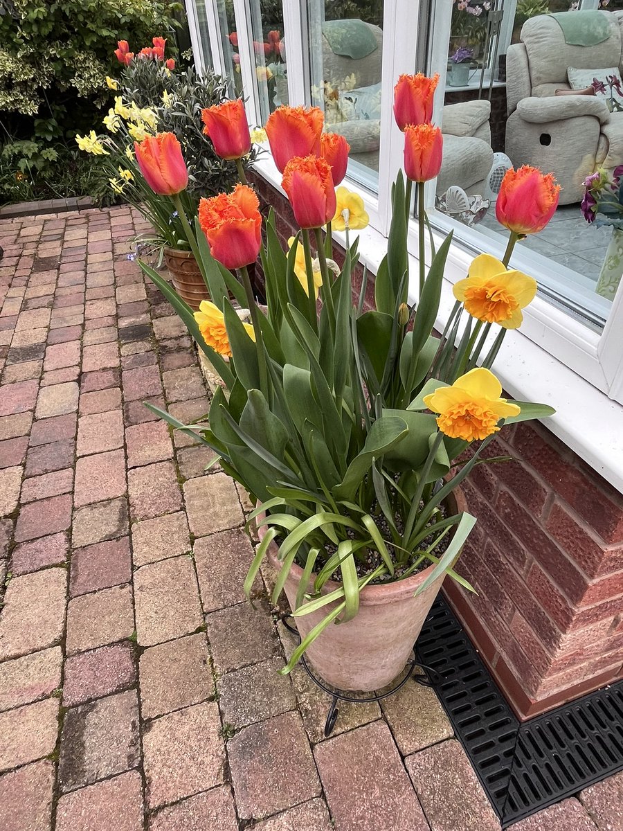 Milhart66Ken's tweet image. Pots along the path… #gardening #gardeninglife #gardenerslife