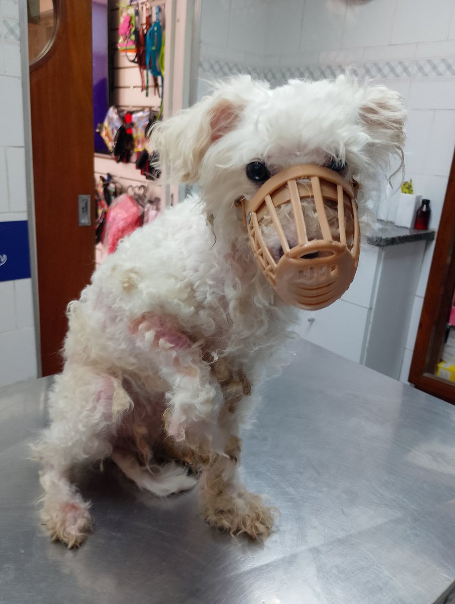 Patitas_ Budge lomasdezamora tweet media