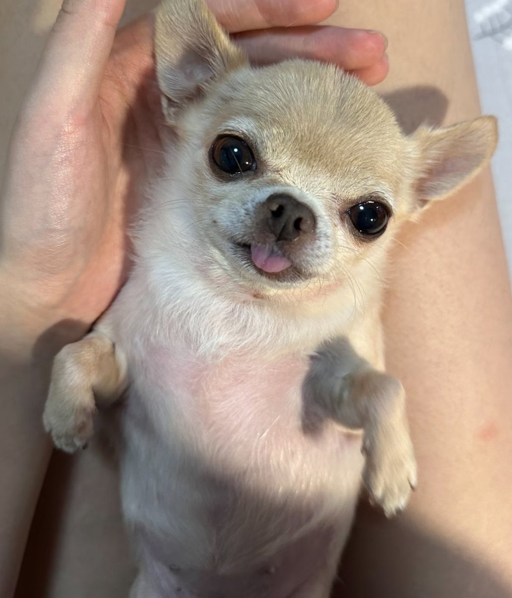 The Uncgorithm tweet media