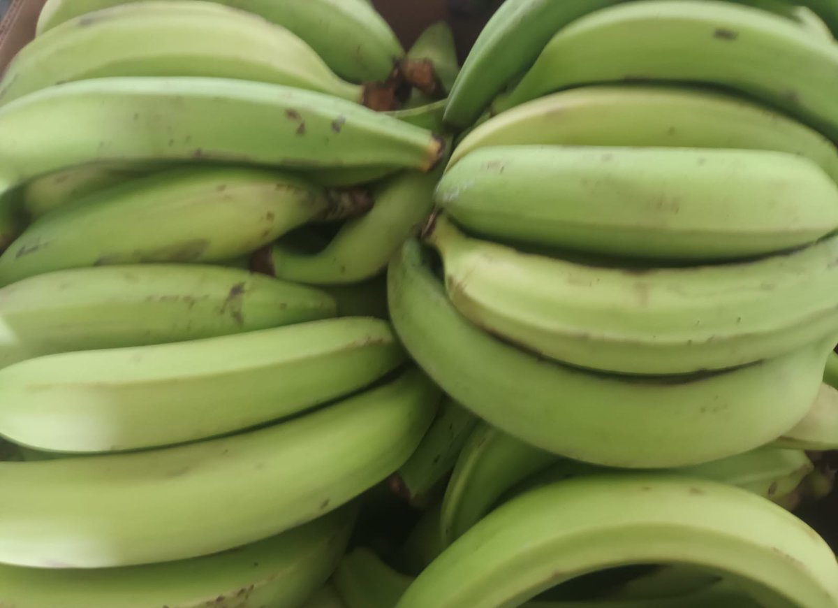 #Manabí | En el cantón El Carmen realizamos inspección fitosanitaria de 24.900 kilos de plátano barraganete de exportación con destino a EEUU. Verificamos que estén libres de plagas. 
#ExportamosCalidad.