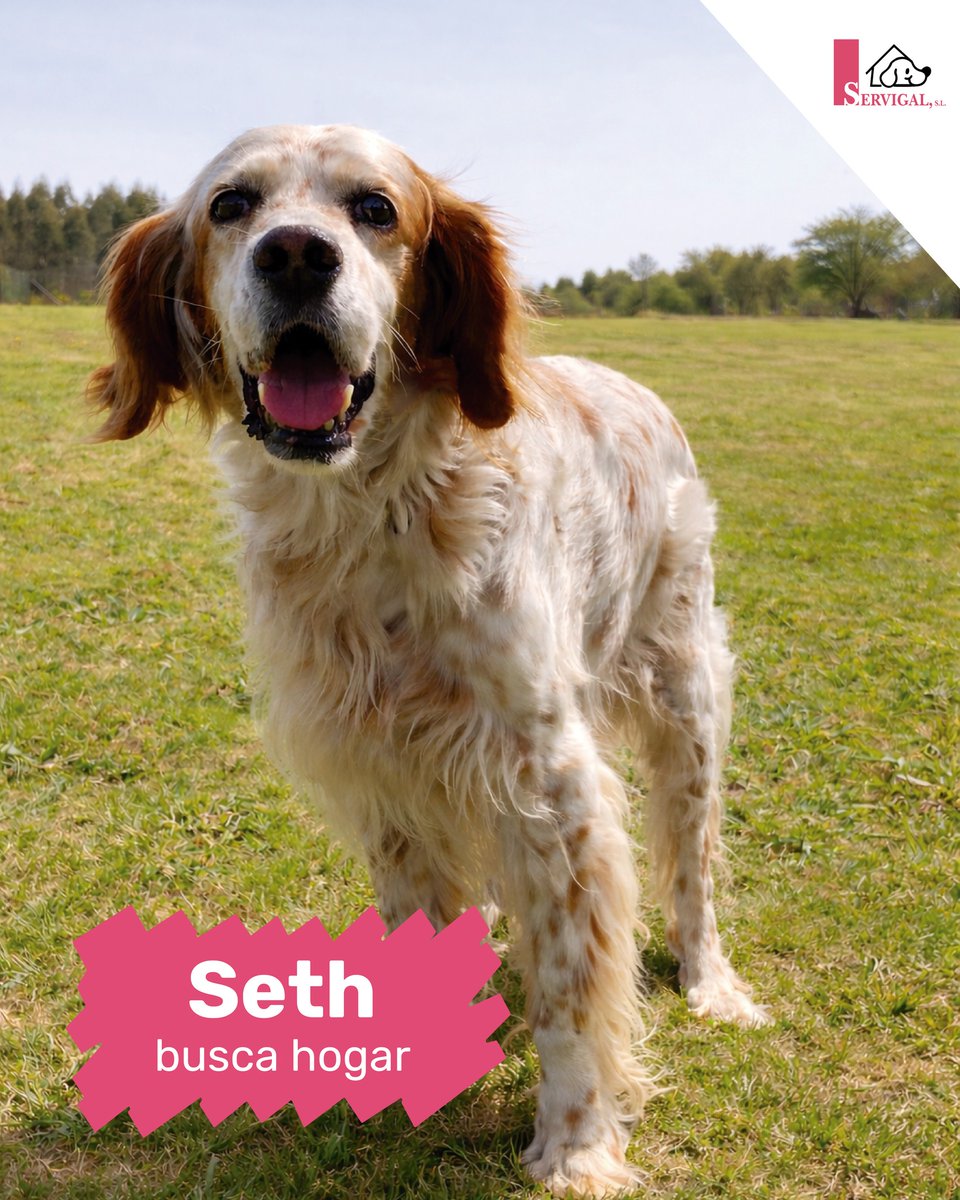 SosAbuelos1's tweet photo. #ACoruña 
#SETH es un madurito de 22 kg y 10 años de mirada limpia y sonrisa fácil que ha aprendido a reírse de su encierro y de la espera de una familia.

Es tranquilo, agradecido, cariñoso y simpático 

Si quieres conocerlo, él te espera con esa expresión tan suya, entre tímida y traviesa.

Contacto: 981 679 083