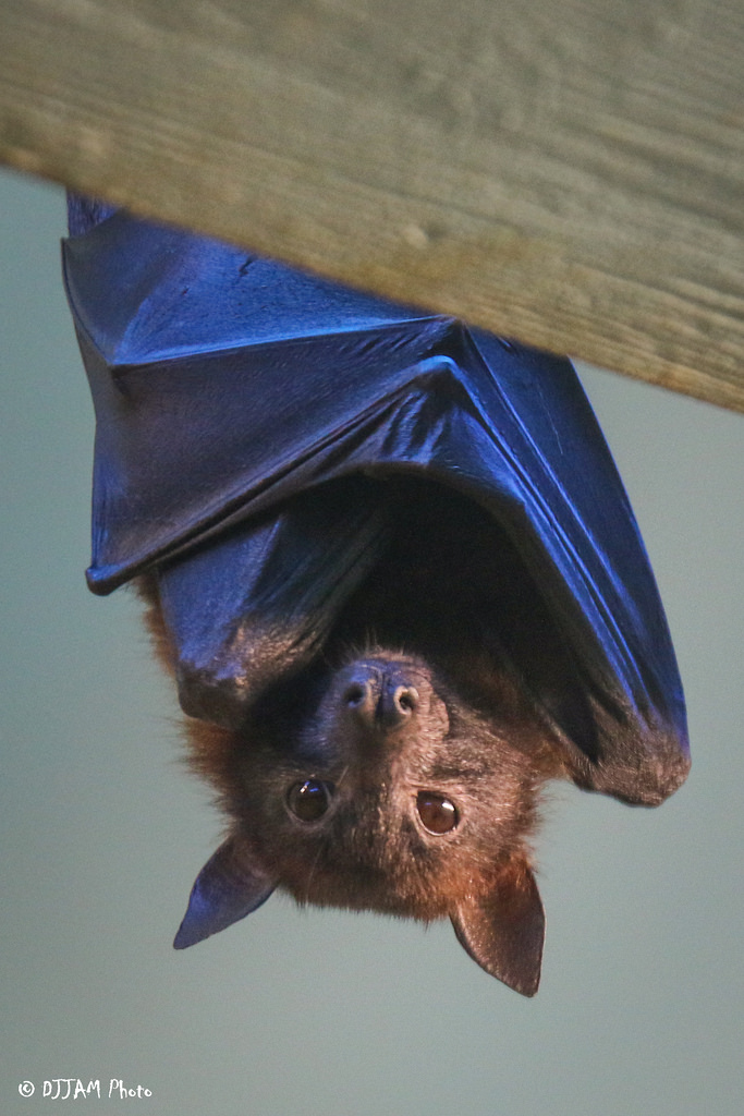 Cincinnati Zoo tweet media