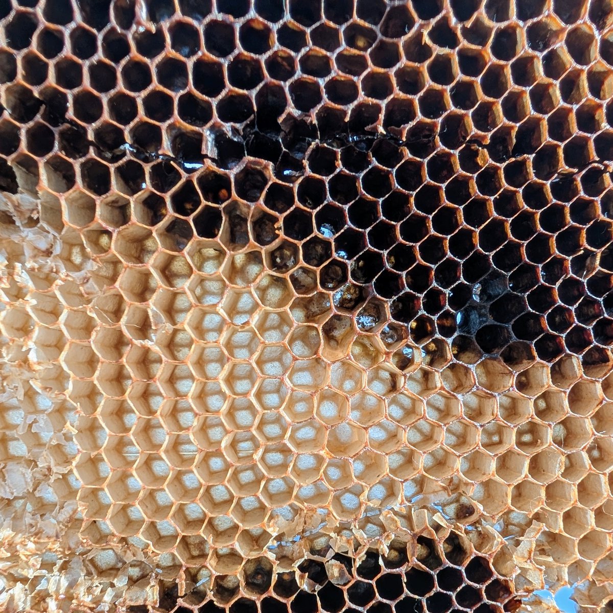 FoxhoundBeeCo's tweet image. Hey, engineers. I see the greatest project you've ever worked on and raise you this. Your move.
#engineering #beekeeping #backyardbeekeeping #foxhound