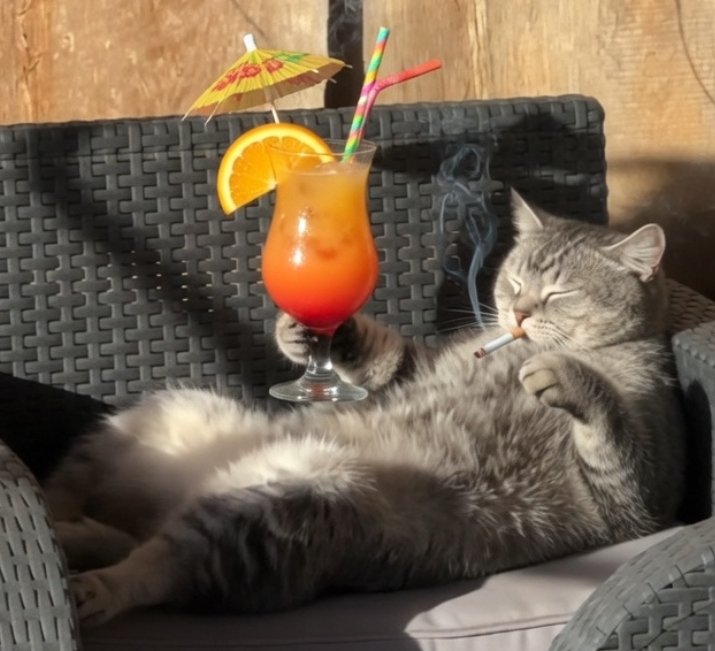 Michel A.🇨🇵✝️😺 tweet media