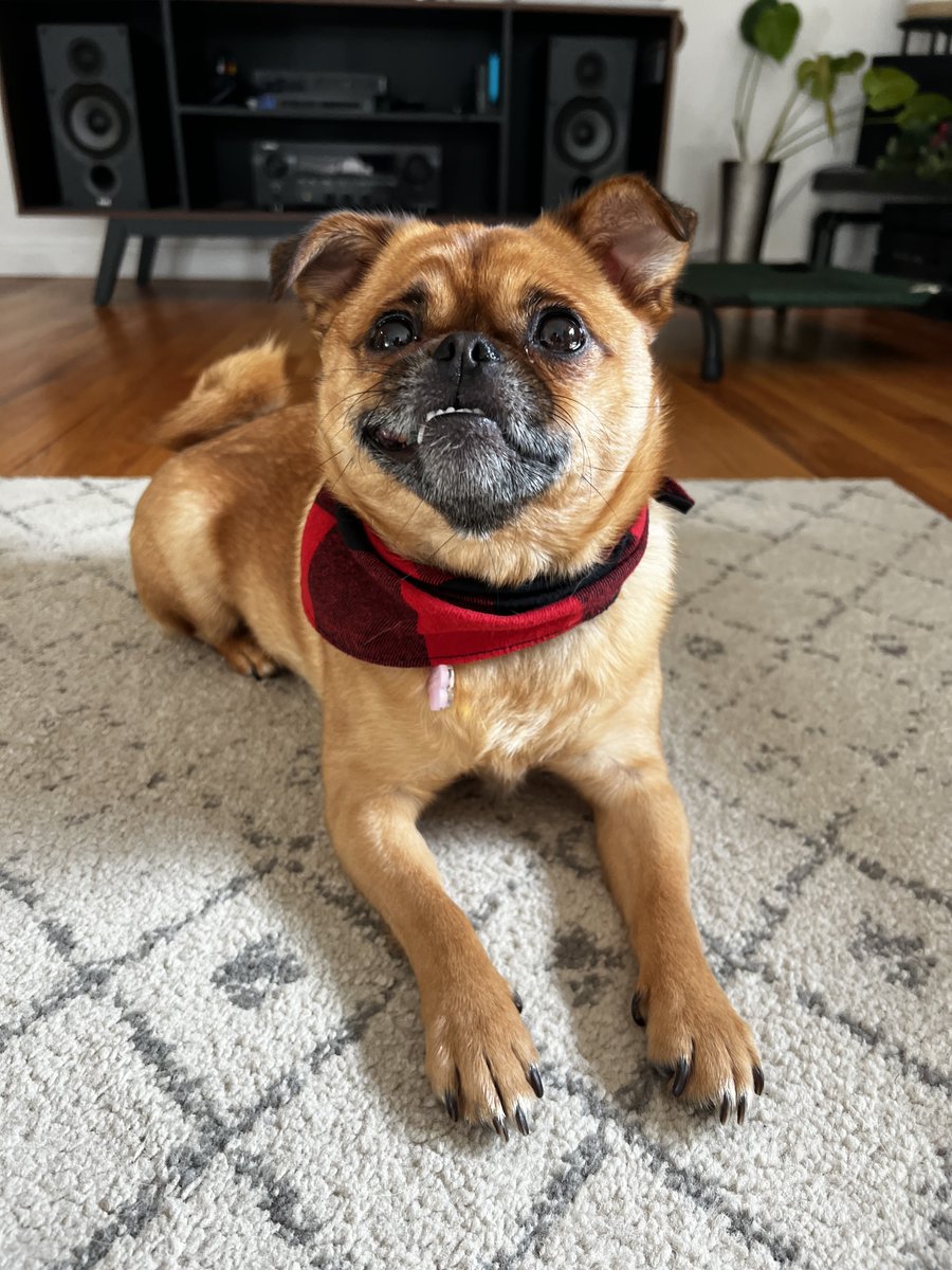 24seventalent's tweet image. Spring has sprung, and Junie, one of our favorite 24 Seven furry friends, is ready for sunshine, fresh air, and all the outdoor adventures! 🐾☀️

#springvibes #dogsofinstagram #puppylove #goodvibes #24seven