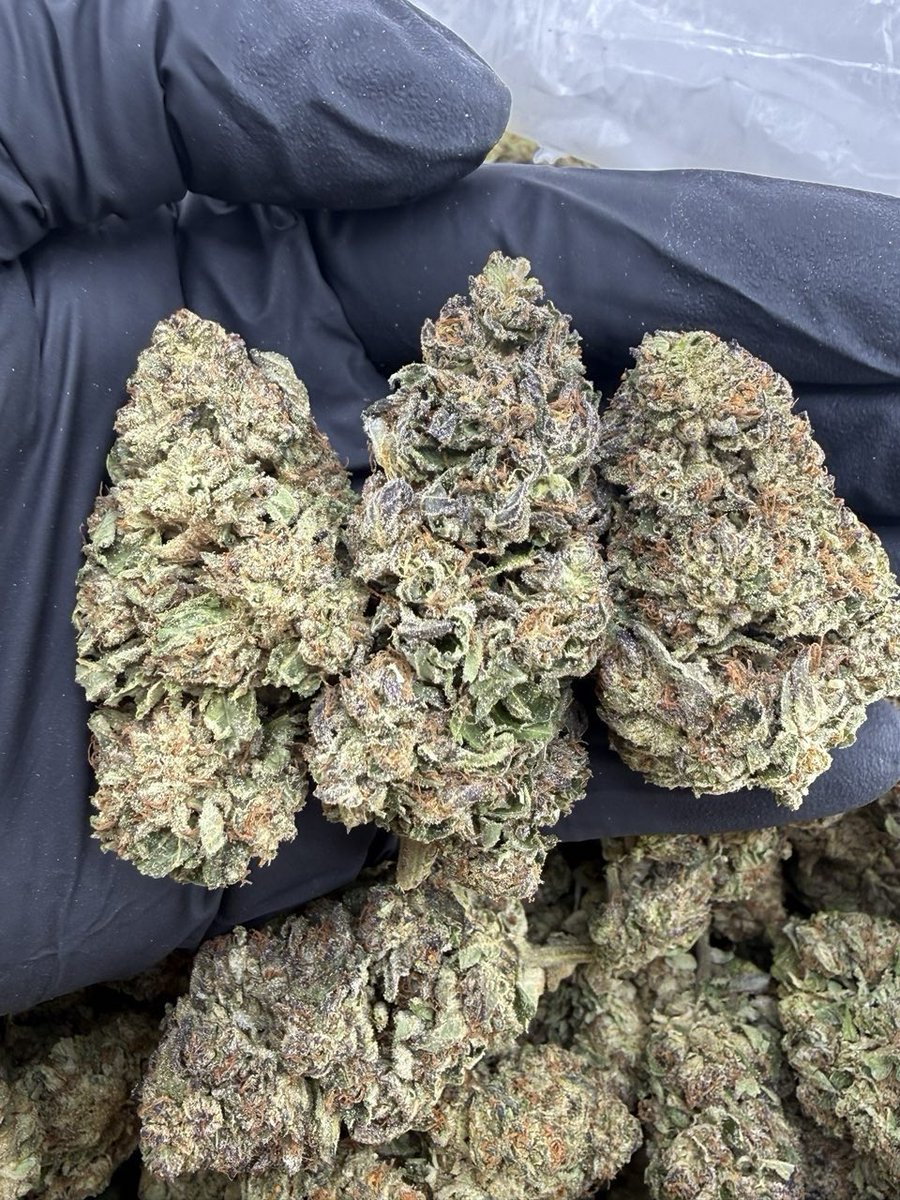 og_smoka's tweet image. keep the day going.Rainbow Gelato AAA 🌈🍧Colorful buds with a mix of green and deep purple, coated in a thick layer of frost. Smell is sweet and creamy with a fruity twist #topshelf
#mids #kind #brickweed #420Community
#420Friendly
#CannabisCommunity