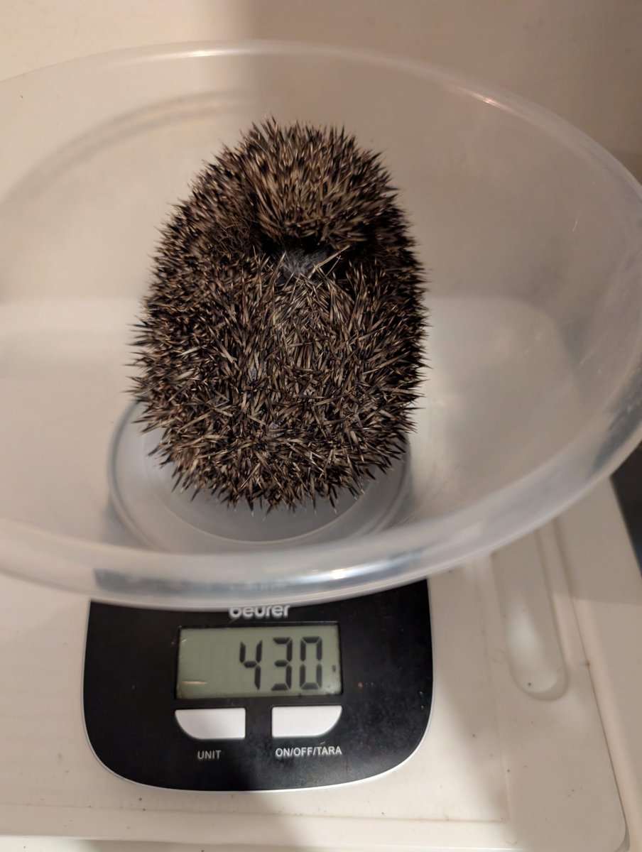 Caerphilly Hedgehog Rescue tweet media