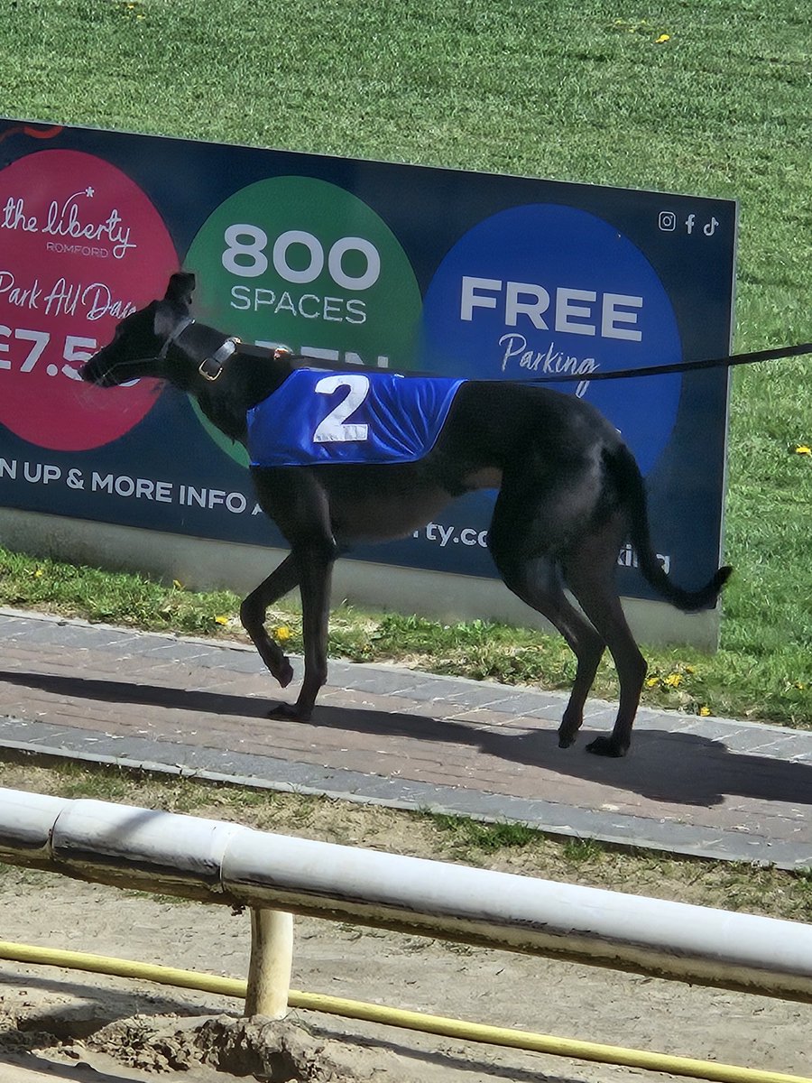 denise ryan tweet media