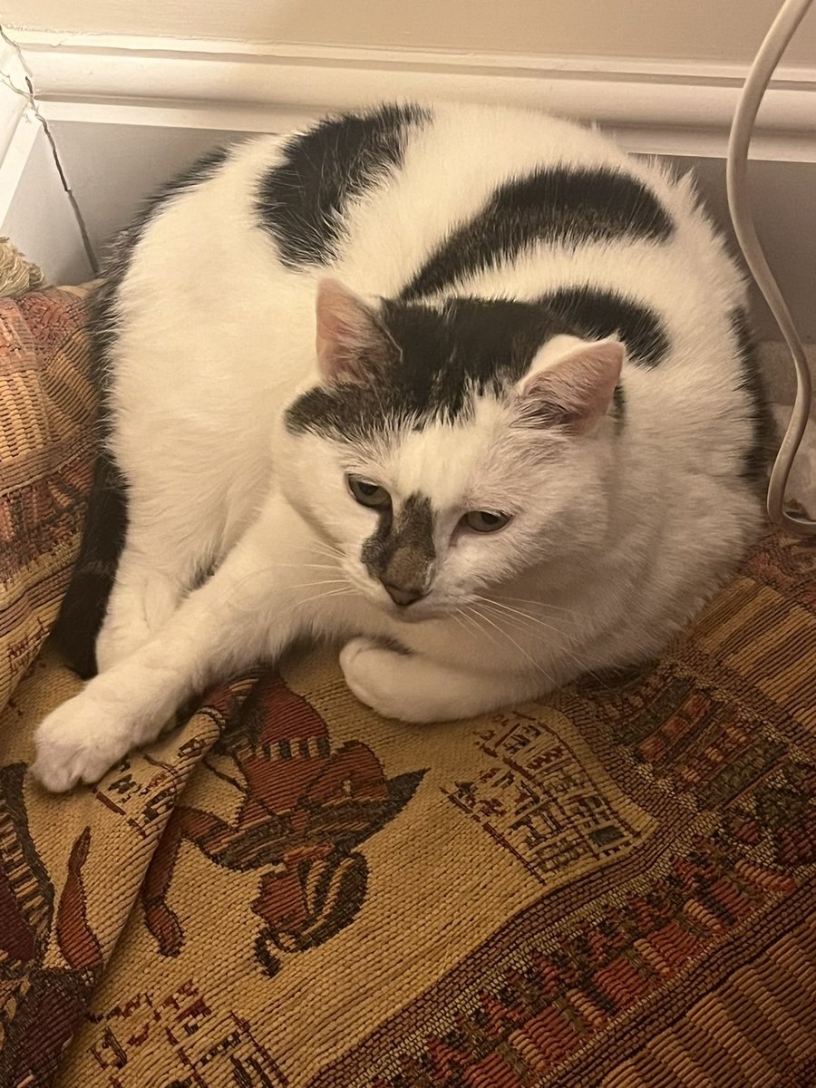 Winnierescuecat's tweet image. Do you like finding a safe spot for a snooze?  I have a few different ones as you need a choice! #cat #fridayfact #sleep 😺😺😺💤💤💤🐾🐾🐾💤💤💤😺😺😺