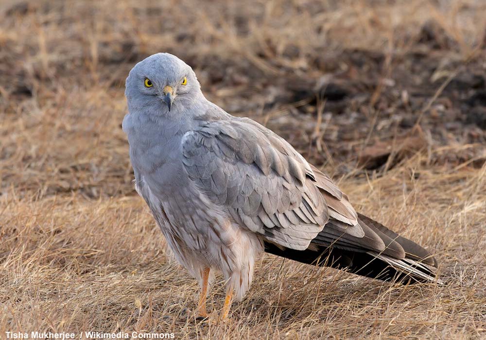Ornithomedia's tweet image. Deuxième édition des Rencontres Naturalistes du Cher à Orval (Cher) le 3 mai 2026 📷 Cliquez sur ce lien pour en savoir plus : ornithomedia.com/agenda/deuxiem…
#oiseaux #birds #ornithologie #ornithomedia #ornithology