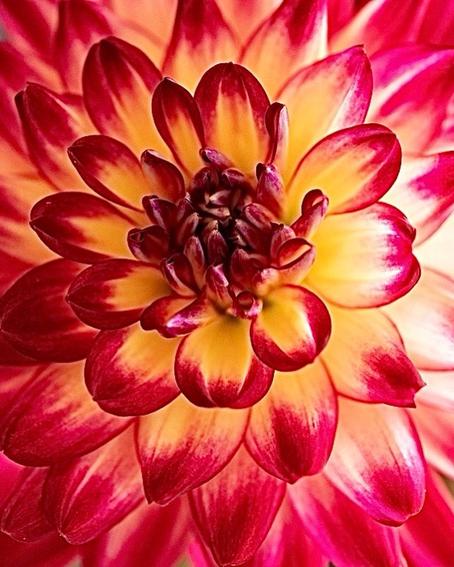 StudioSchatto's tweet photo. @AnaCabrera Does the moon have anything this beautiful on its surface? Until it does, I choose Earth 🌎 🌏 🌍 
North Carolina Dahlia 😊 https://t.co/2JfImkLgvj