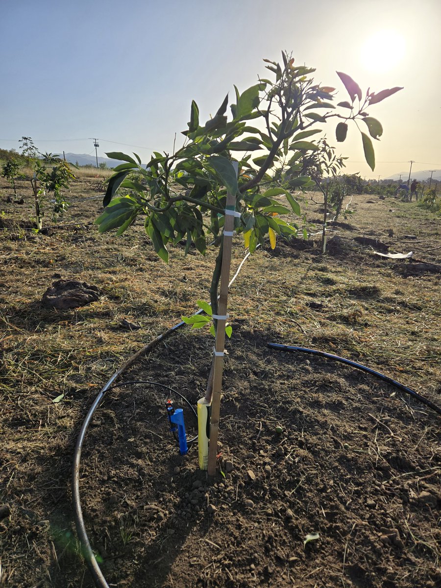 pettyranch's tweet image. A few new #avocado trees to wrap up a busy week.