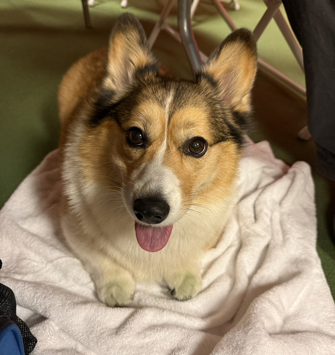 WinstonCorgiDog's tweet image. Happy Friday Corgi Dog Winston-Family!☀️🐶✌🏻 Hope You’re All Well and Having an Excellent End to the Week Furiends!💕 Peace and Blessings💌❤️ #happy #cute #photos #friday #corgi #dog #family #corgilife #corgicrew