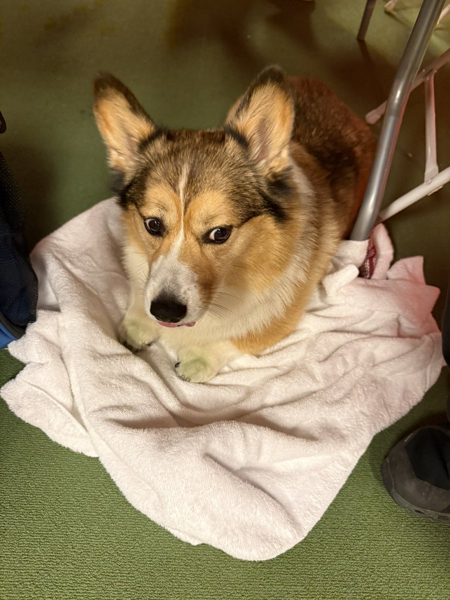 WinstonCorgiDog's tweet image. Happy Friday Corgi Dog Winston-Family!☀️🐶✌🏻 Hope You’re All Well and Having an Excellent End to the Week Furiends!💕 Peace and Blessings💌❤️ #happy #cute #photos #friday #corgi #dog #family #corgilife #corgicrew