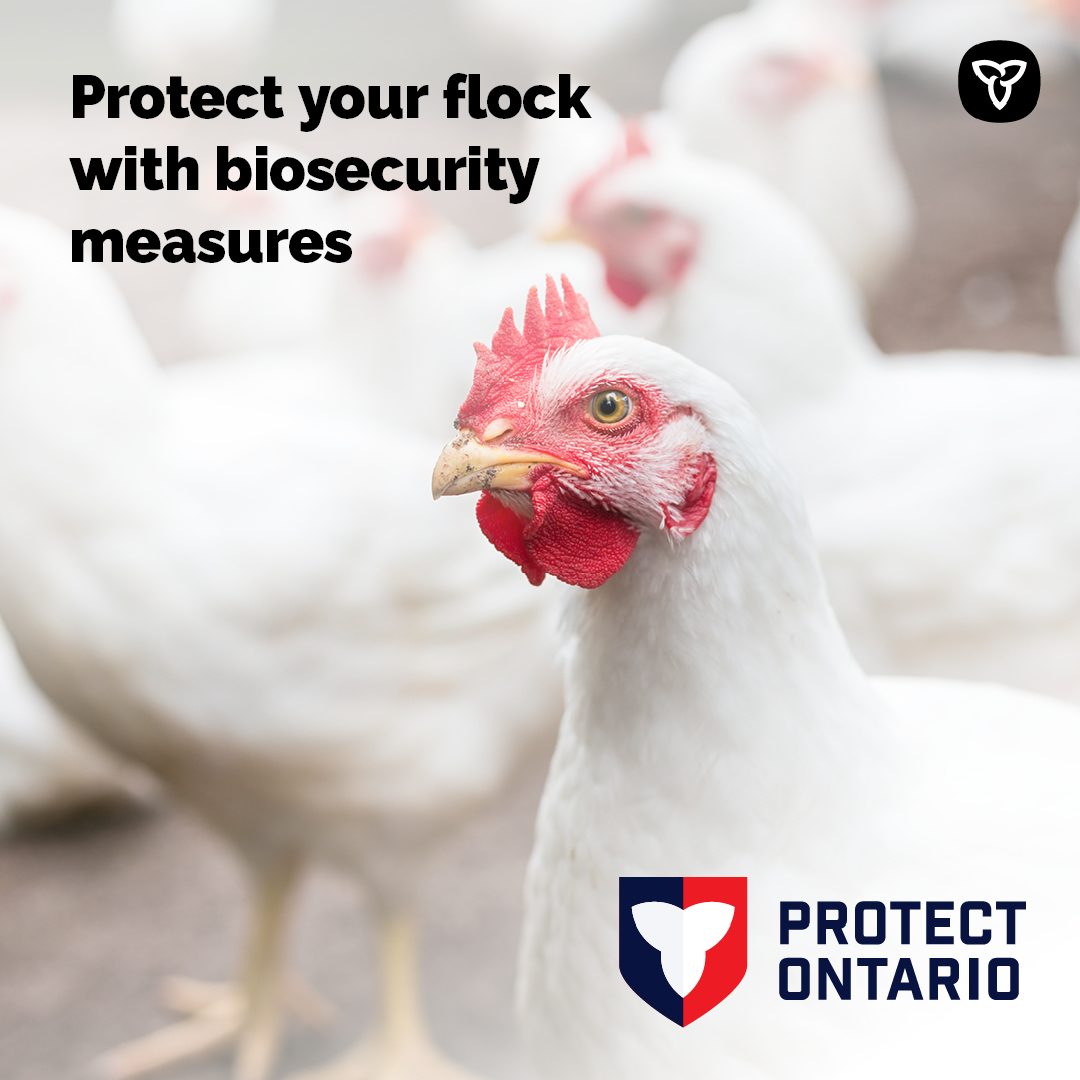 Ontario Agriculture, Food and Agribusiness tweet media