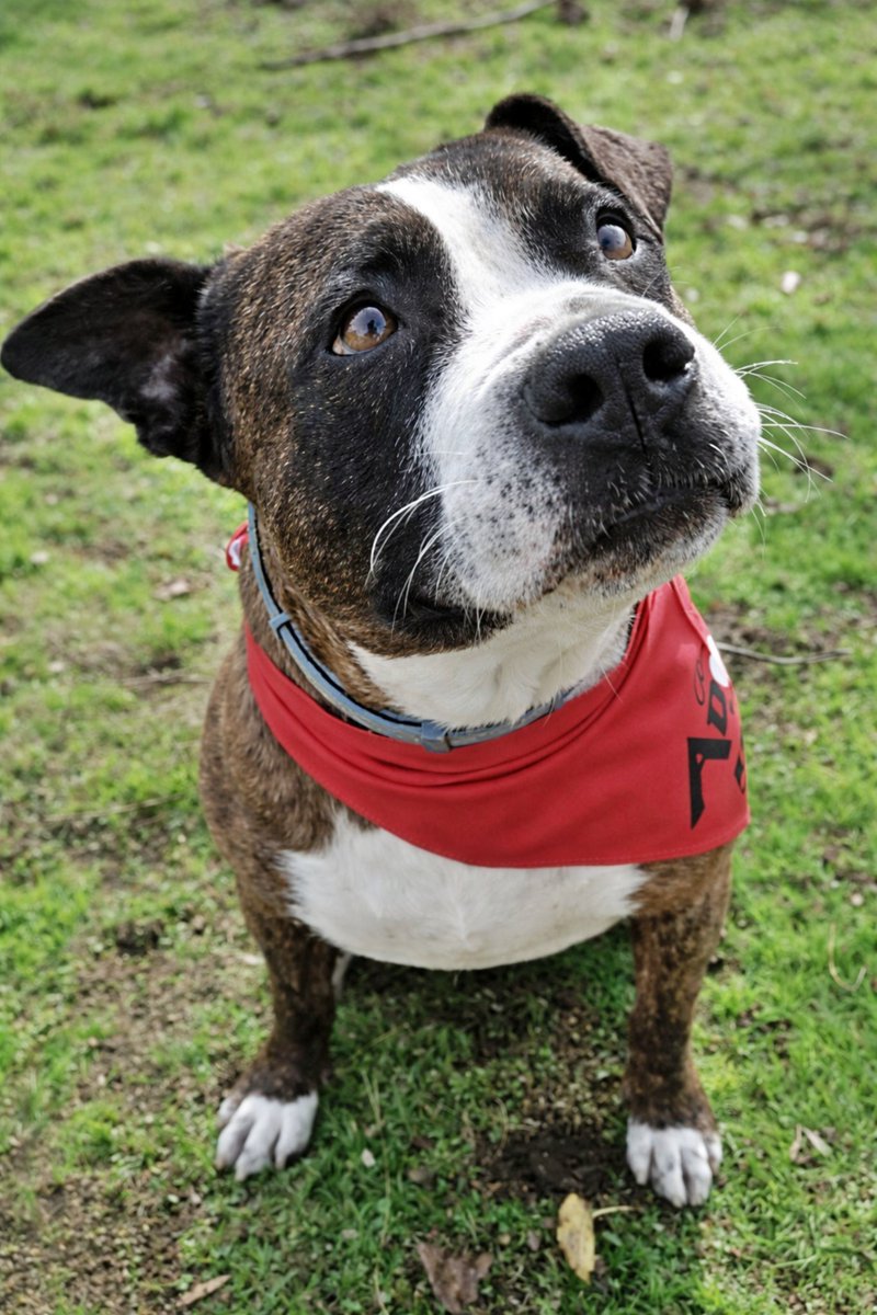 #Toledo
Para hablar de #LOLO hay que hablar de paciencia... Imagina lo que es prácticamente nacer, crecer, madurar y cumplir 7 años esperando que alguien te elija 🫵

Sus madrinas —esos ángeles que no se permitieron olvidarlo— lograron sacarlo de la perrera a una residencia para