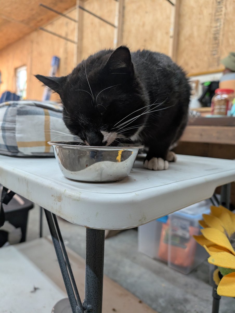 Kelly 🇺🇸❤️🇺🇦🐸 tweet media