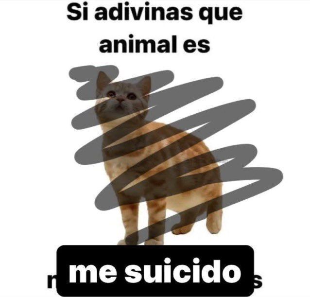 chincheto pirata somali (@wikipistacho) on Twitter photo 