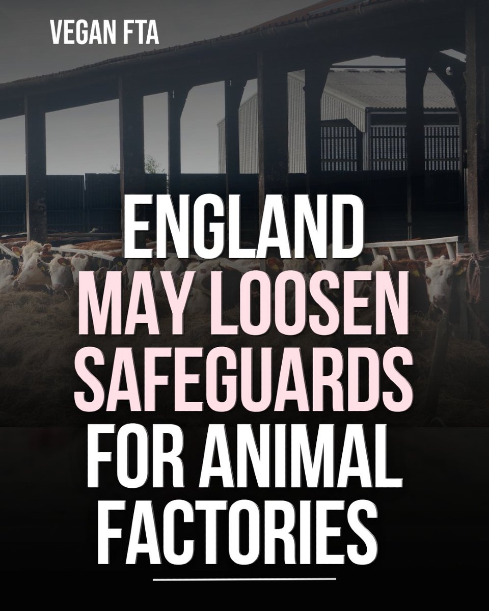 teamveganfta's tweet image. Changes to England’s planning framework could make it easier to approve intensive farmed animal units, despite concerns about pollution, air quality, and local opposition. 🐄

Read the full article 👇
veganfta.com/articles/2026/…

#farming #factoryfarming #animalrights