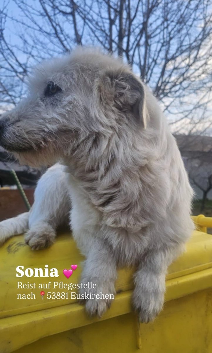 Sonja: wir-retten-hunde.de/sonia-reist-au…