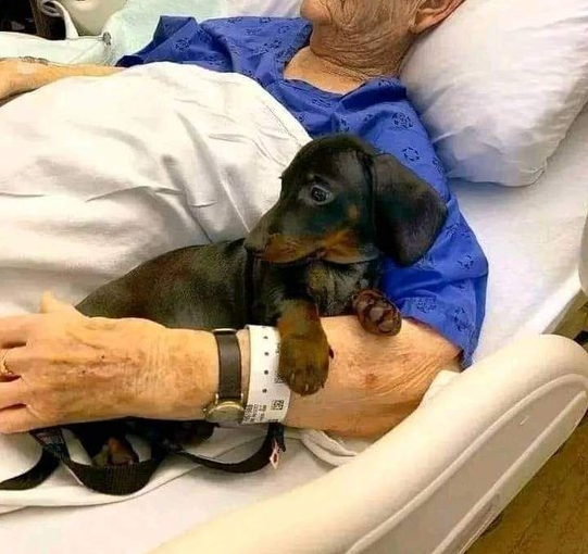 Best in Dogs tweet media