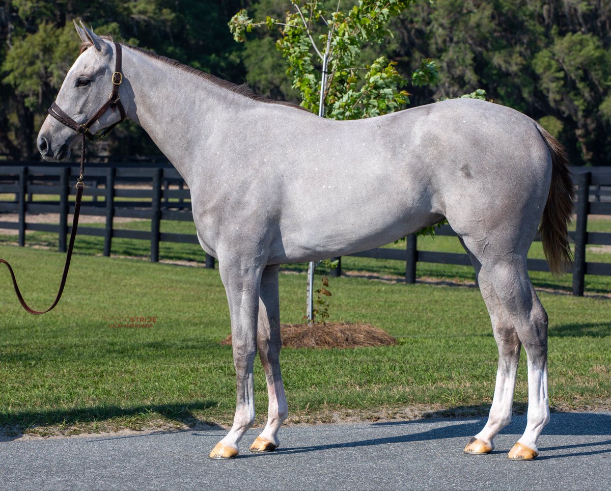 Sequel at Winding Oaks tweet media