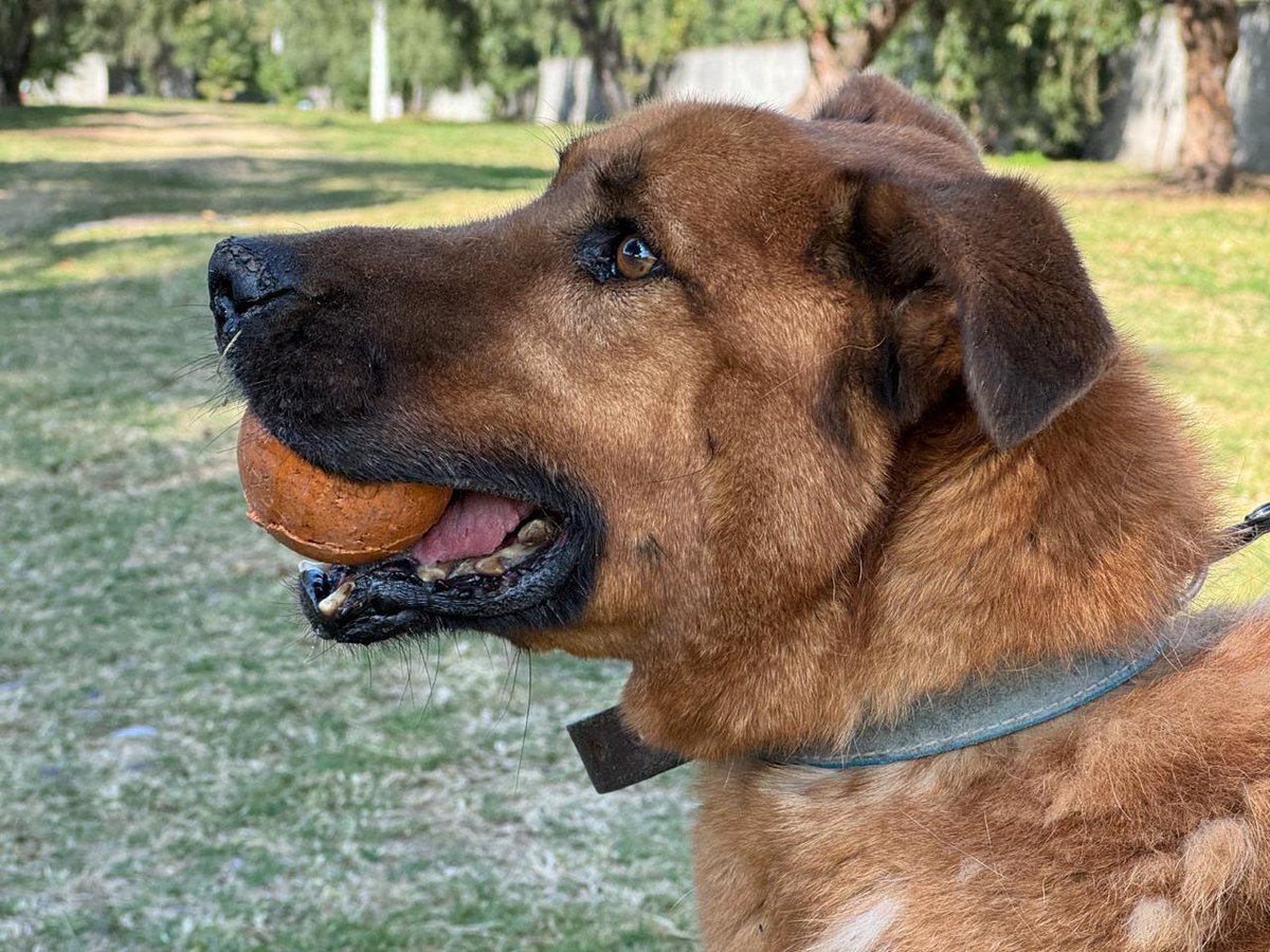 MetroCDMX tweet media