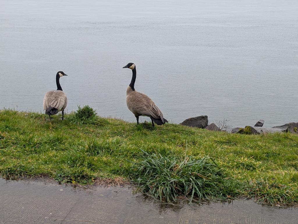 KyoNoShashin's tweet image. Vancouver, Washington, USA -  Monday, February 23, 2:33 PM. #Vancouver #Washington #USA #PacificNorthwest #ColumbiaRiver #Geese #RainyDay #アメリカ #川 #雨の日
