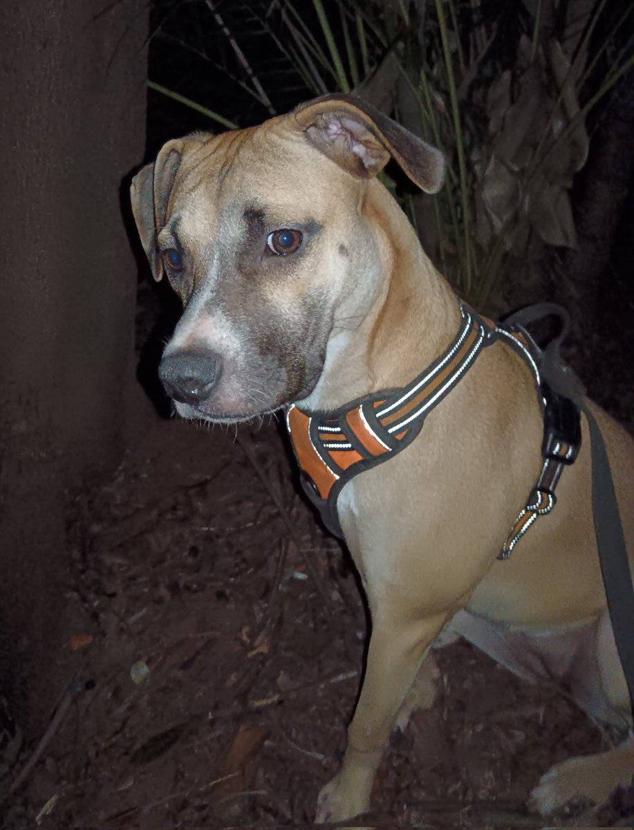 ladydebidebz1's tweet image. Playing *Statues*...
#HelloHoney
#Fostering 🥳