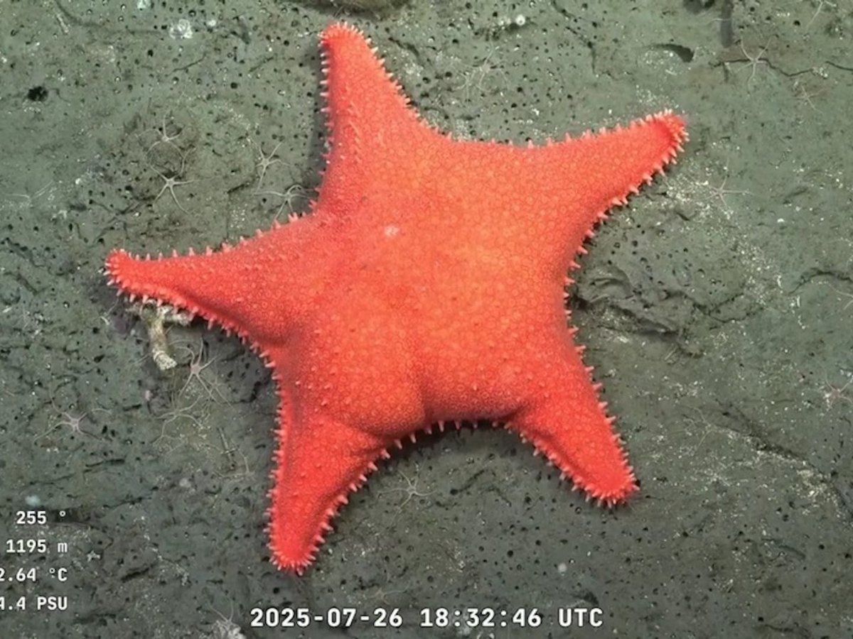 Luis Clemente tweet media