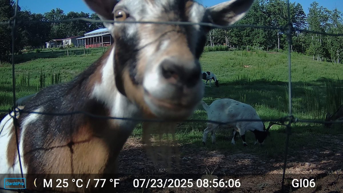 trailcam tweet media