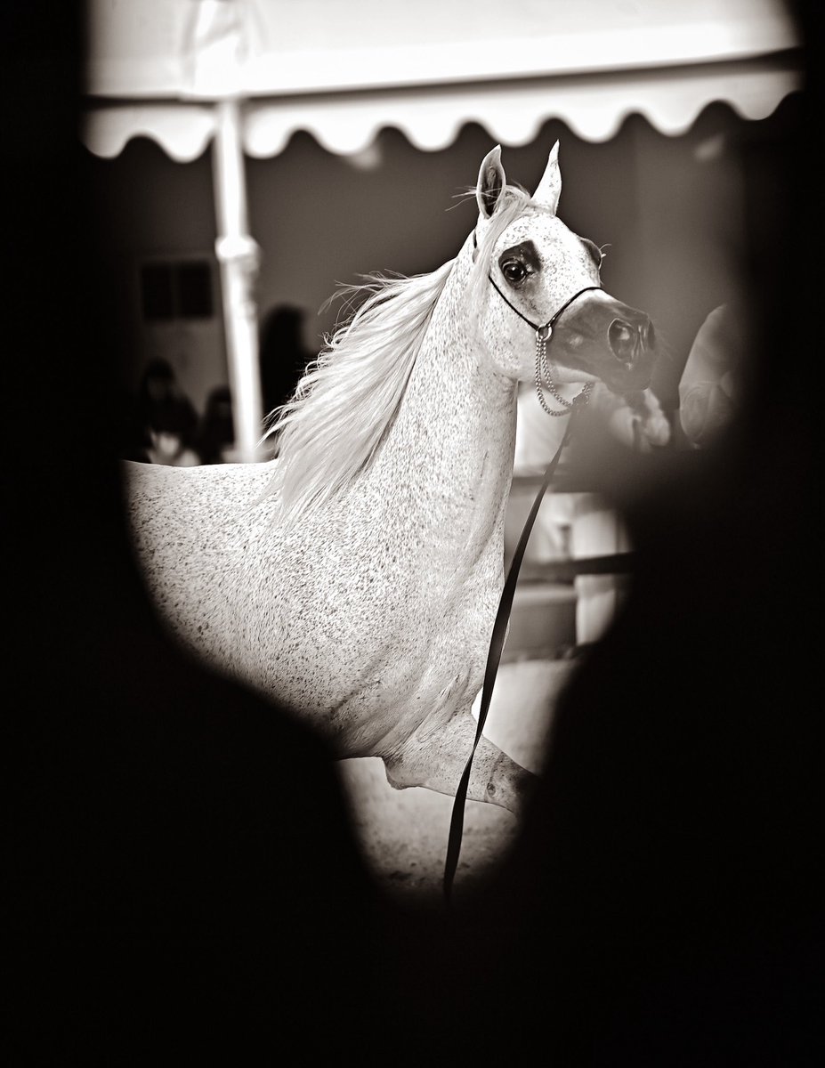alhesony's tweet photo. من تصويري اليوم لبطولة #بطولة_القصيم_لجمال_الخيل
#مركز_الملك_عبدالعزيز_للخيل
@Qassimshow2030      @EmarahAlQassim https://t.co/7bJ8d57Fv7