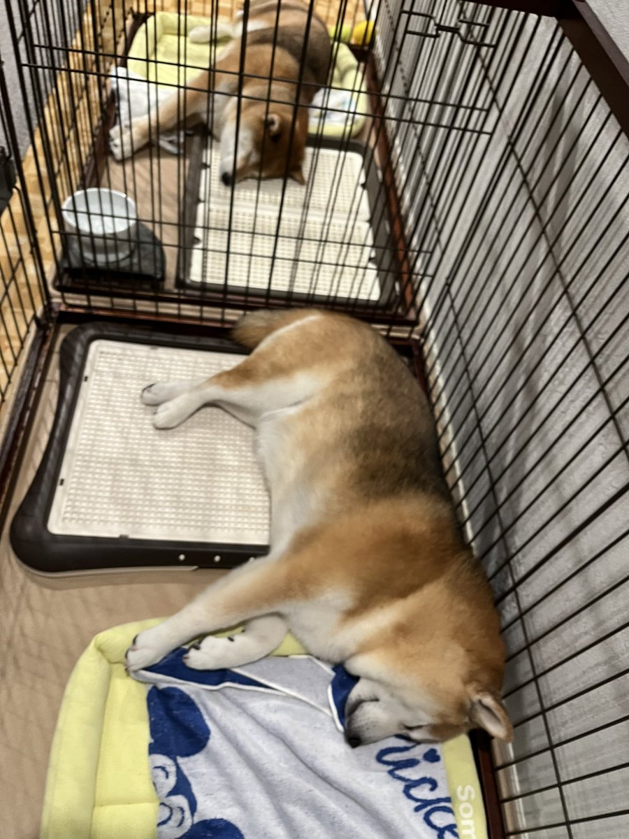 @Ducaduca柴犬御殿完成 tweet media