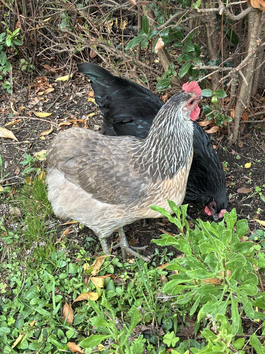 Embajadora de Suecia en Chile tweet media