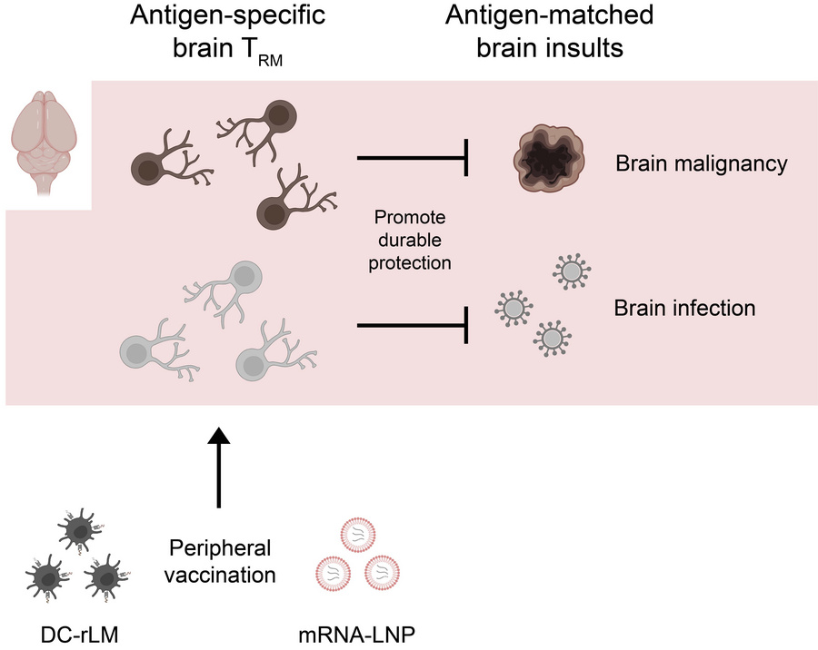 LabWaggoner's tweet photo. Peripheral vaccination-induced brain-resident memory CD8+ T cells durably protect mice against intracranial malignancy @jclinicalinvest @HartyLab
https://t.co/TlfmuTSIpa https://t.co/npyfLG7pLk