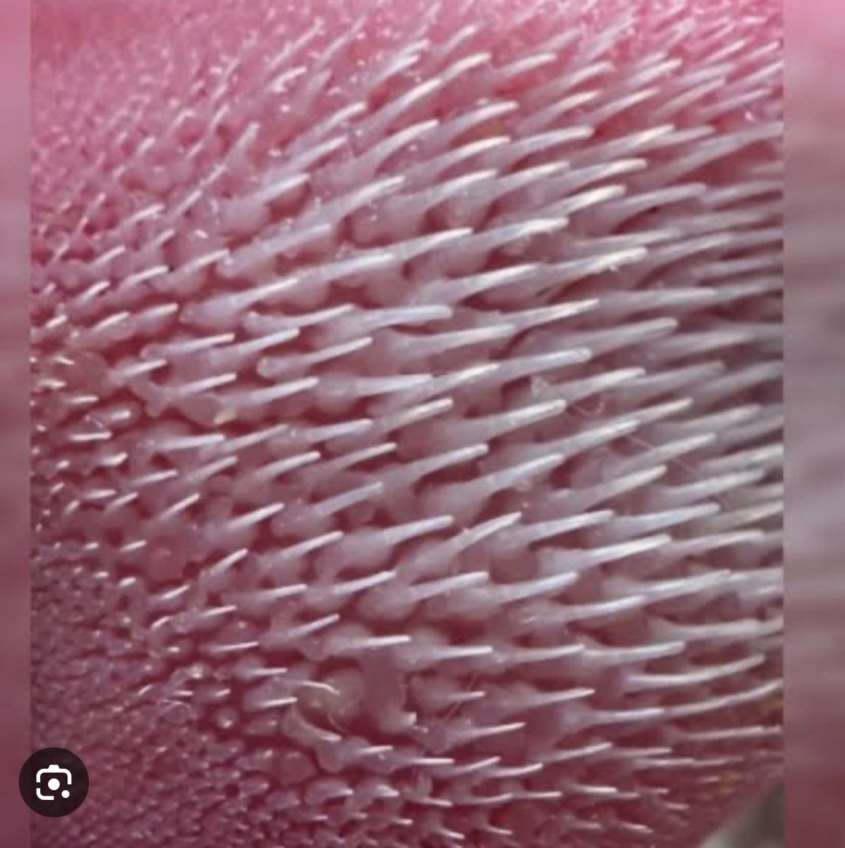 Michelle tweet media