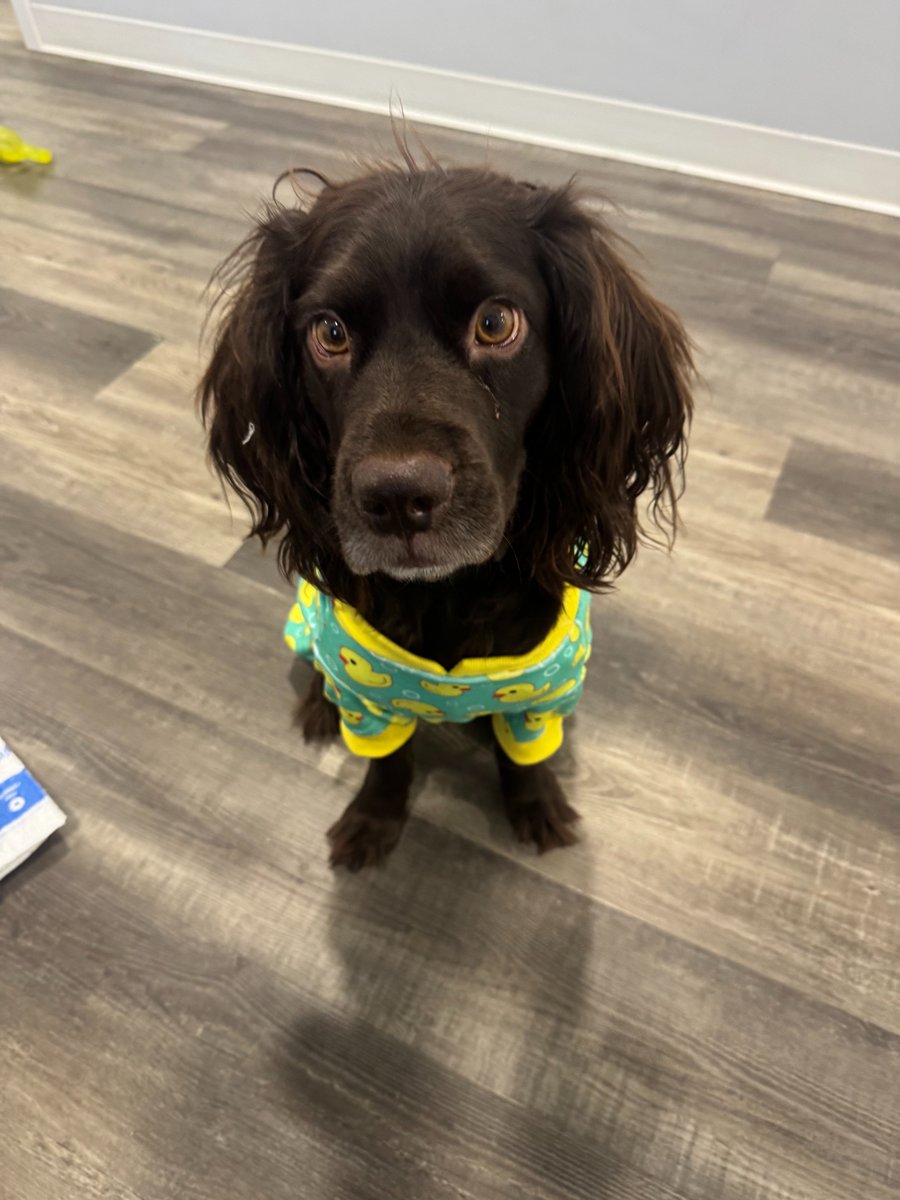 HGAdvisors's tweet photo. Meet the morale team at Hobbs Group Advisors! Garet's Boykin Spaniel, Tucker, and Thomas' Golden Doodle, Teddy, make our office feel like home. A great wealth management team and a good dog are both  loyal and dependable. Stop by for pets and planning: https://t.co/N1xXo0y49r https://t.co/XA1cakLaHB