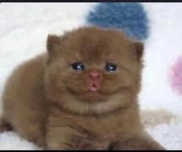 Aesop (Nothing's About to Happen to Me) tweet media